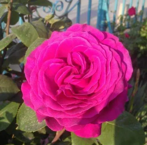 Lozite Hotel Sozopol